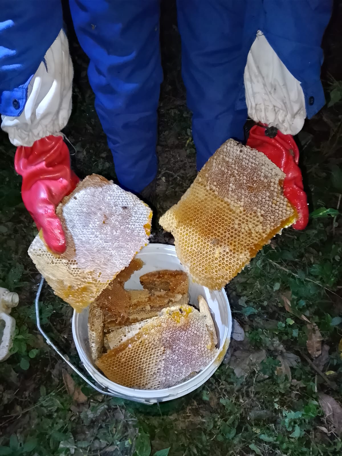 Beekeeper in gloves holding two slabs of capped comb above a harvest bucket at night