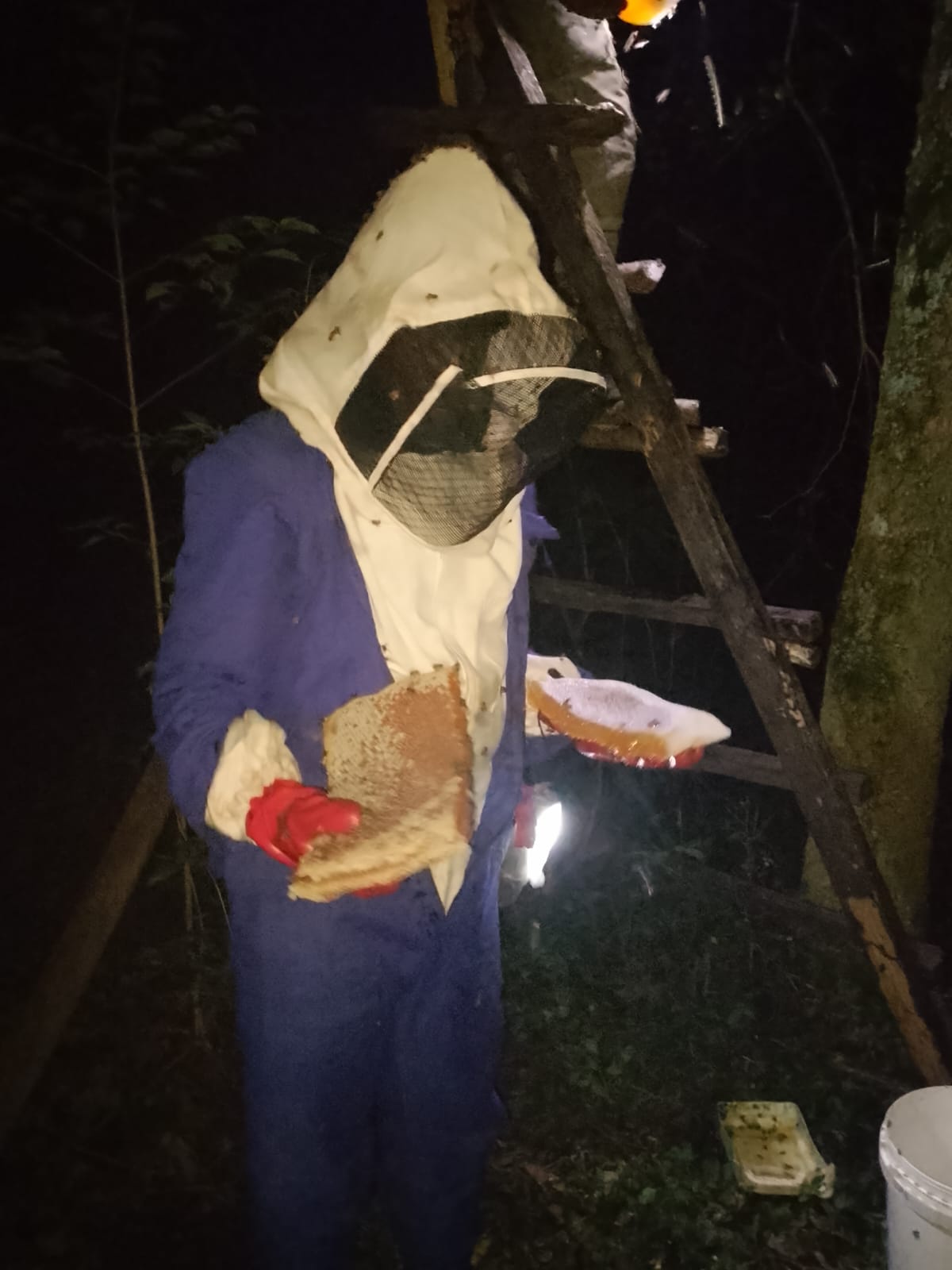 Beekeeper in a full suit holding freshly cut slabs of comb by torchlight at night
