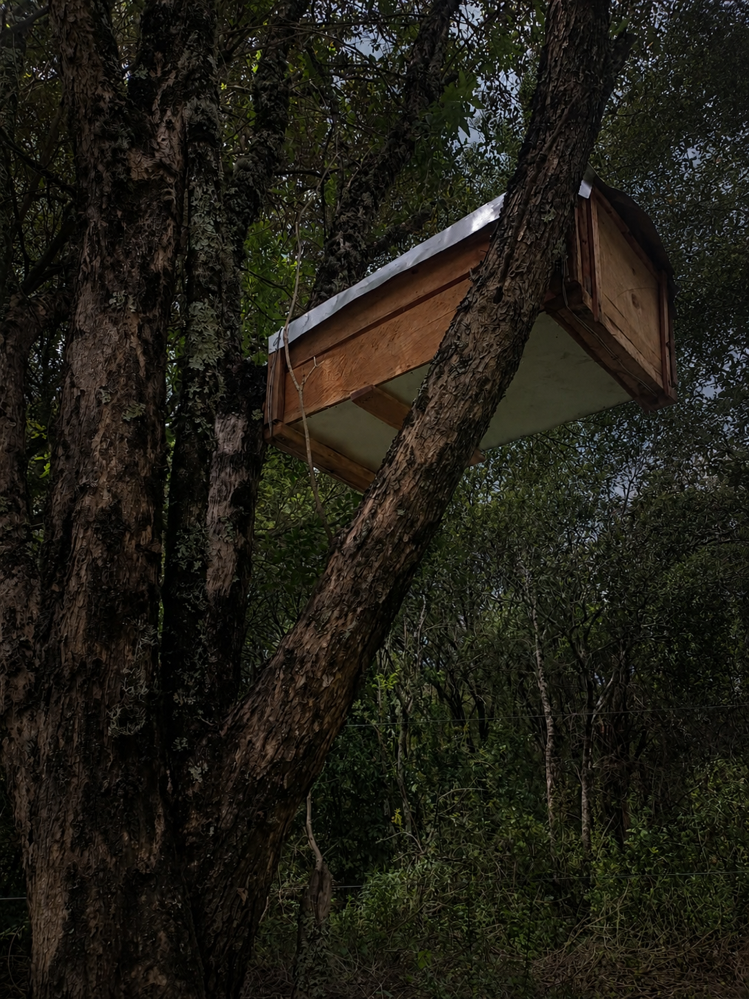 A hand-built wooden hive fixed high in the branches of a forest tree