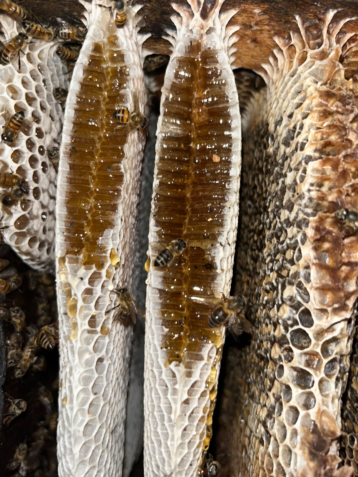 Close-up of golden honey filling natural comb, bees still working the cells