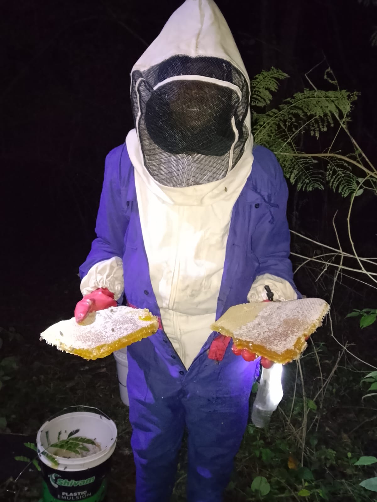 Beekeeper in a full suit holding two heavy frames of capped honeycomb during a night harvest