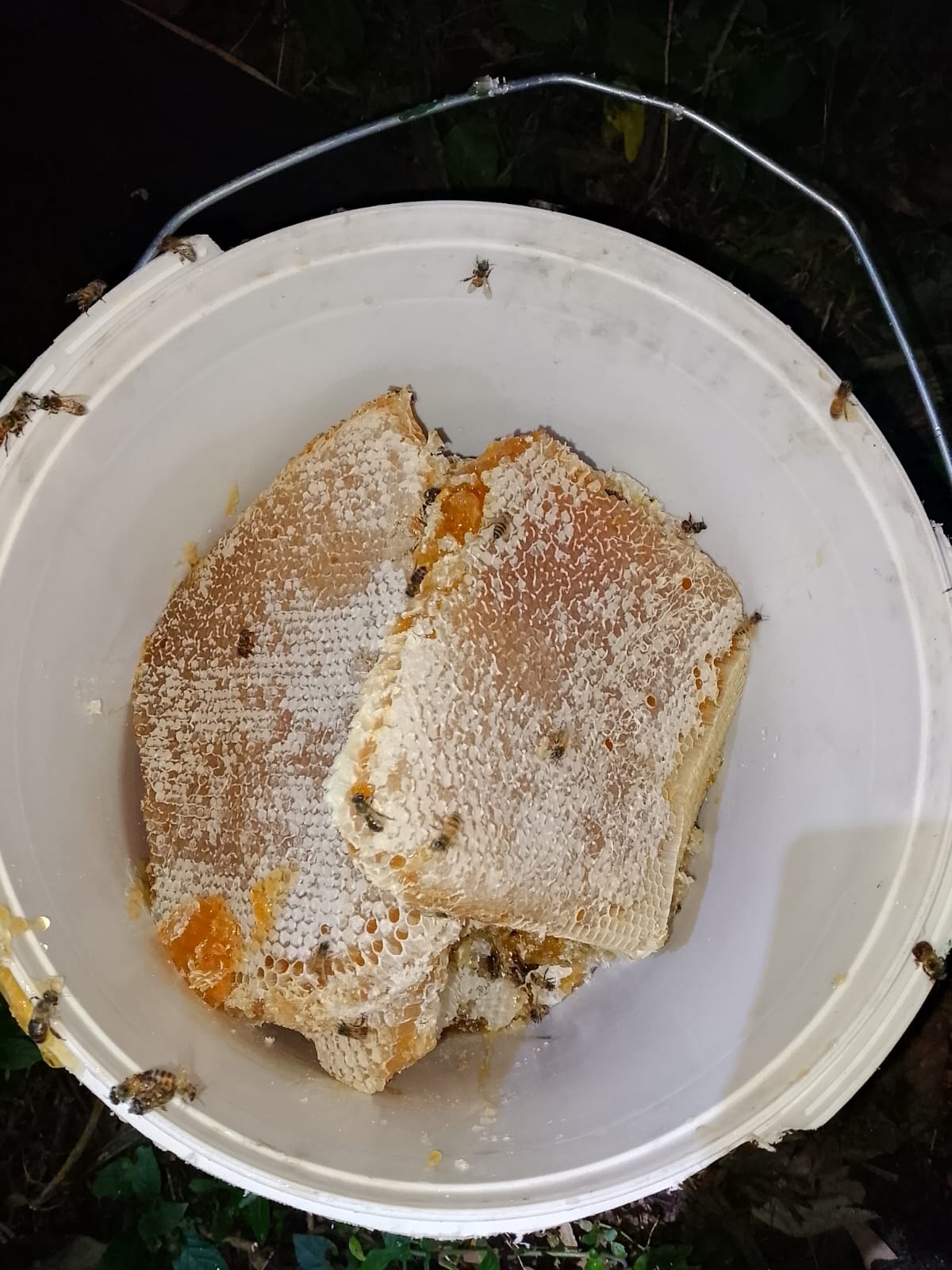Freshly harvested wild honeycomb collected in a white bucket