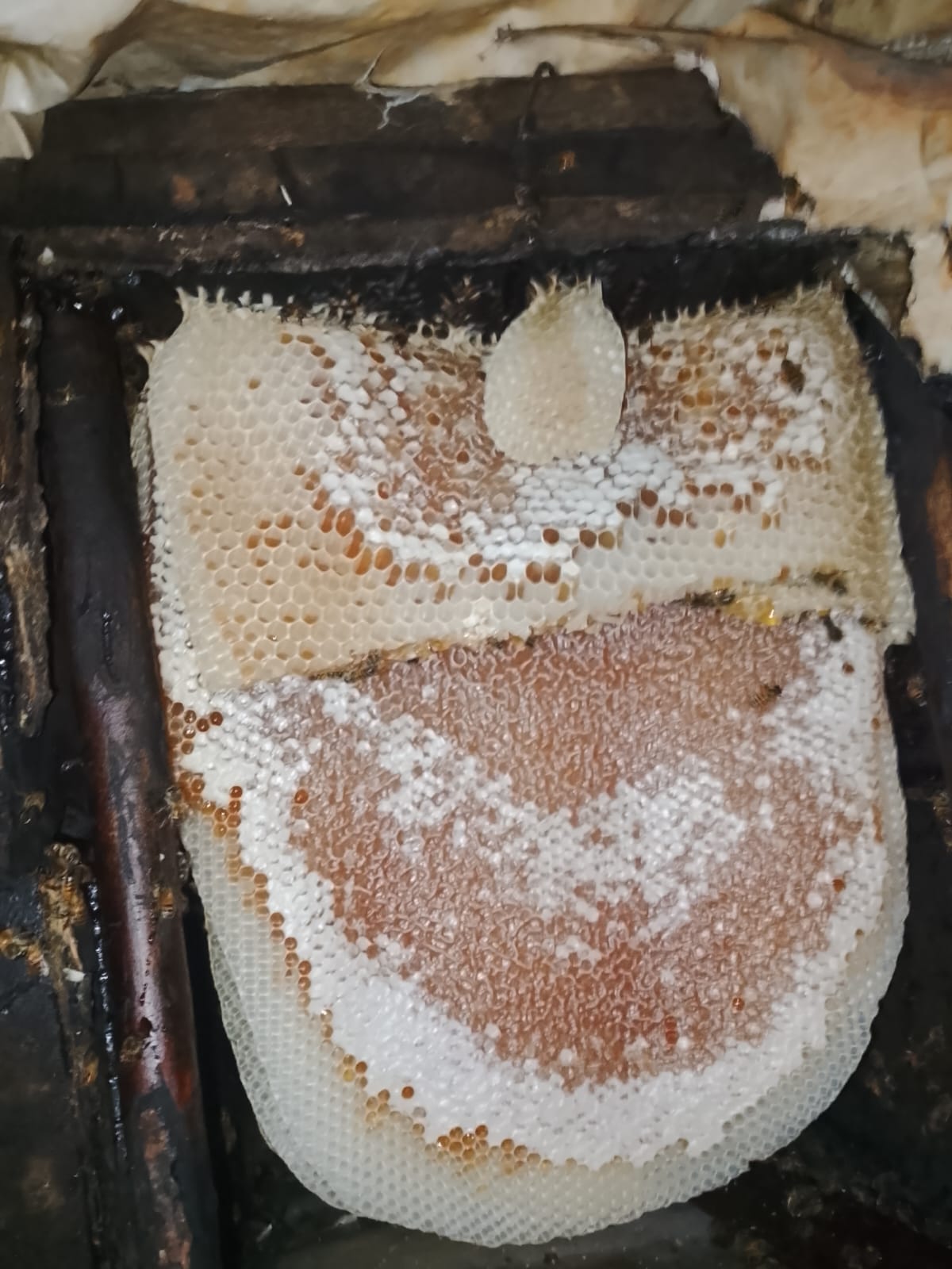 A broad sheet of capped wild honeycomb inside a wooden hive