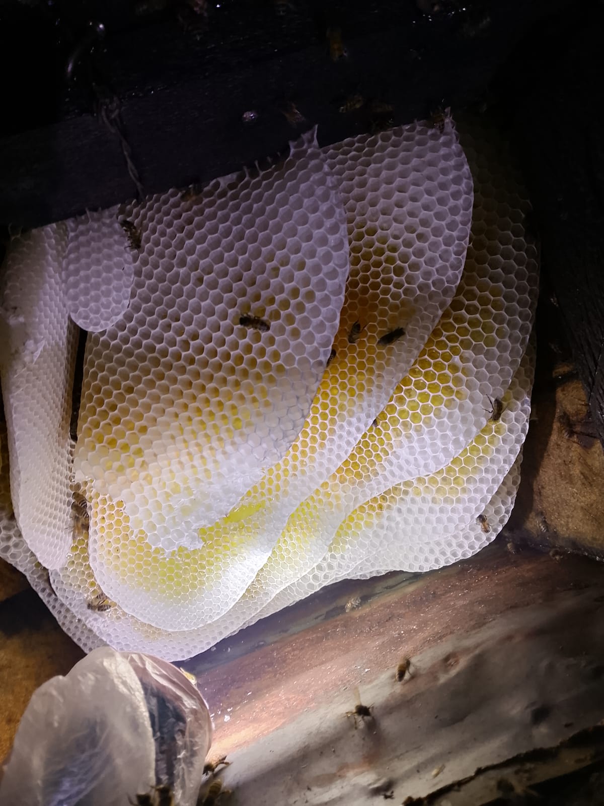 Fresh white honeycomb hanging naturally inside a log hive