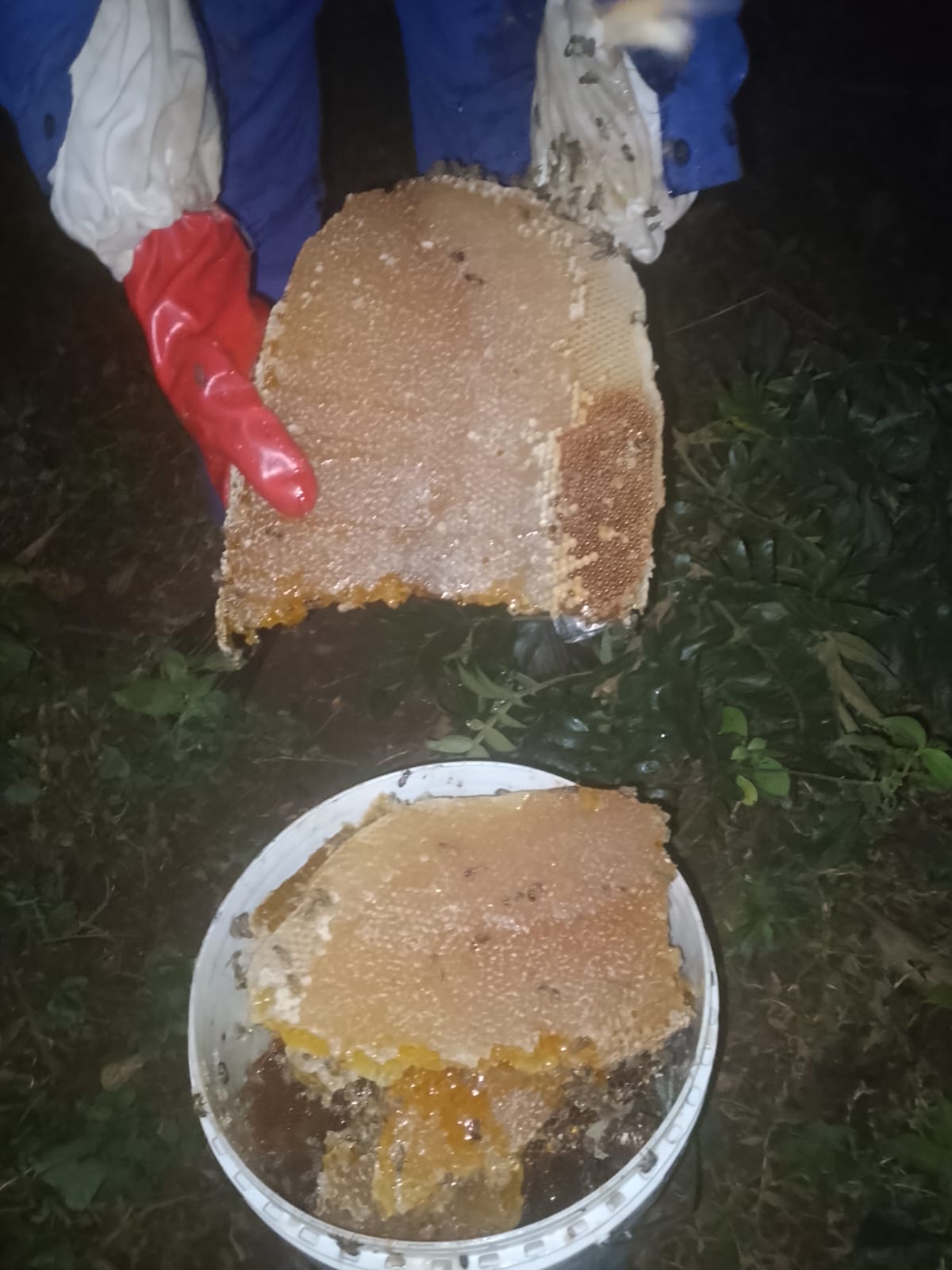 A harvester lifting a heavy slab of honeycomb by torchlight