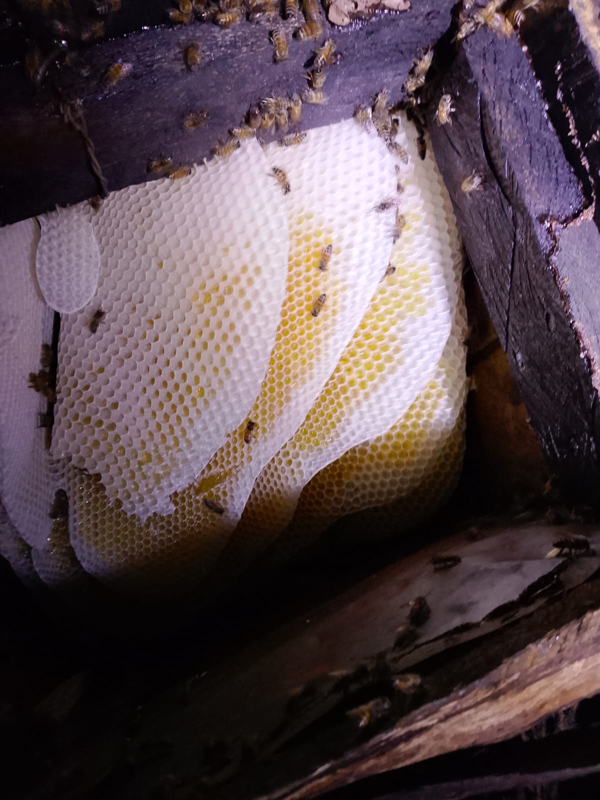 Fresh pale honeycomb in a hive during a night harvest