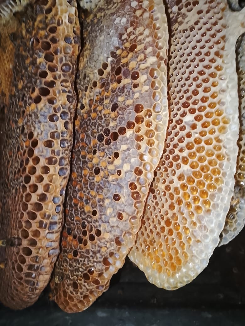 Dark mature honey glistening in fully ripened comb