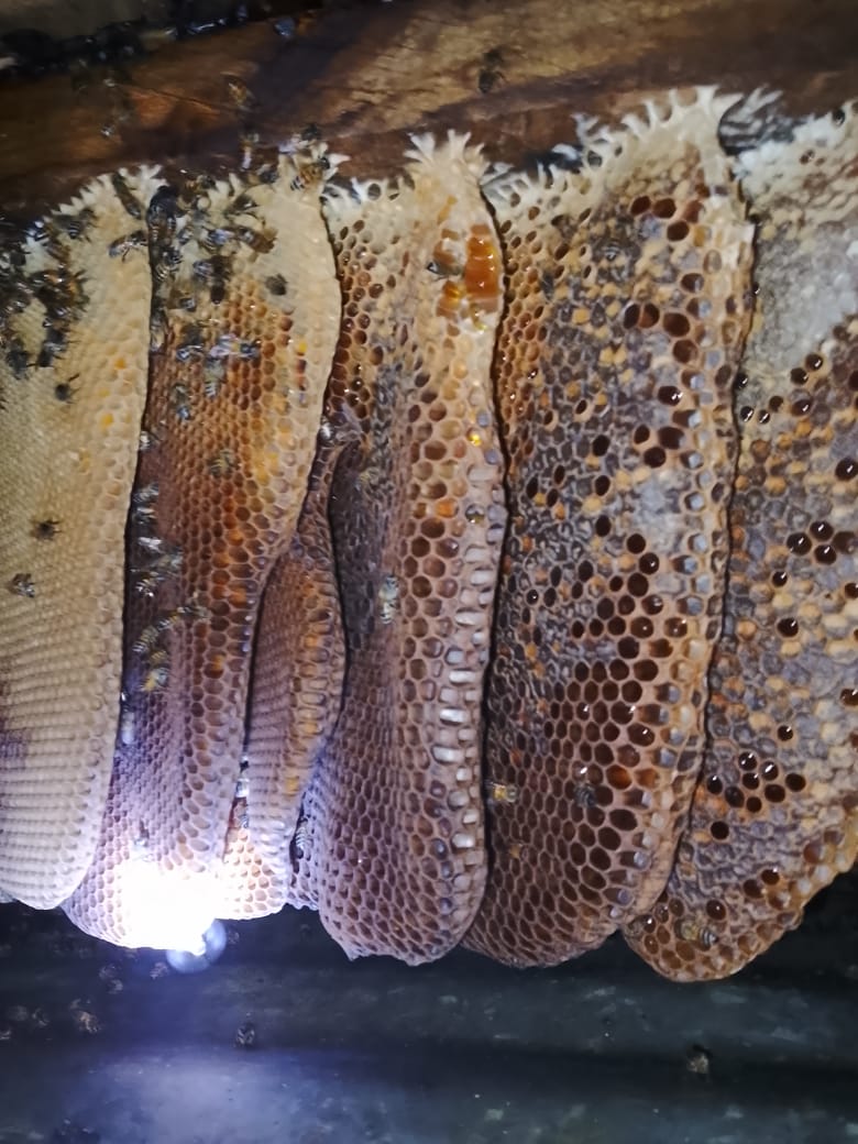 Rows of deep amber forest honeycomb inside the hive