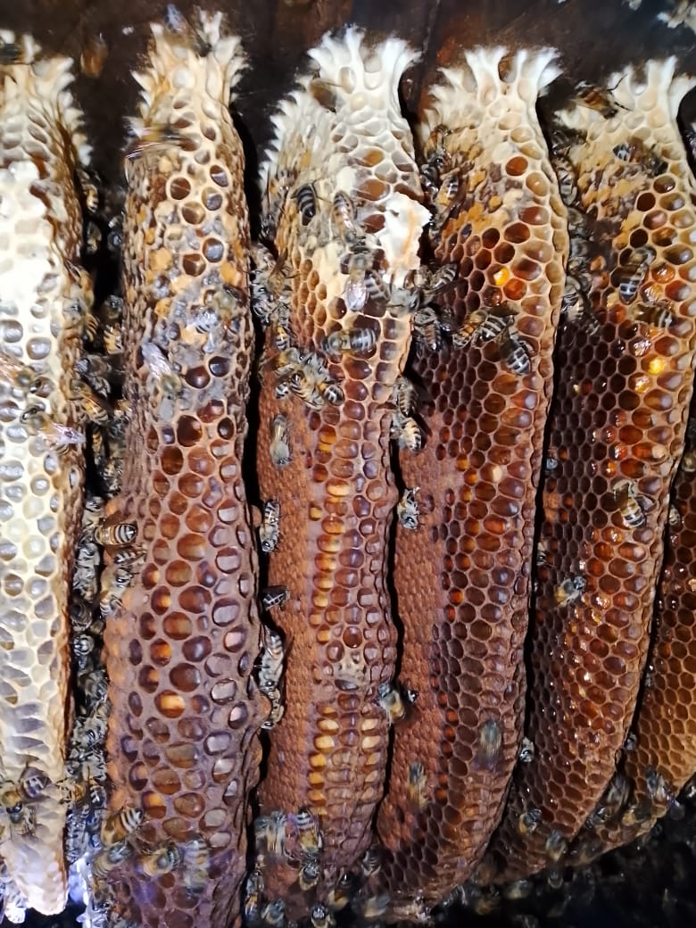 Bees working across richly coloured mature honeycomb